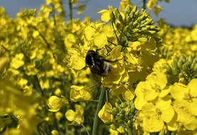 abeille butinant des fleurs de colza