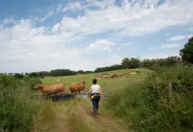 Agricultrice avec son troupeau de vaches allaitantes au pâturage dans la Creuse.