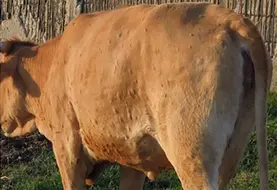 Bovin de profil présentant des nodules sur la peau, signe clinique de la dermatose nodulaire contagieuse bovine (DNC). 