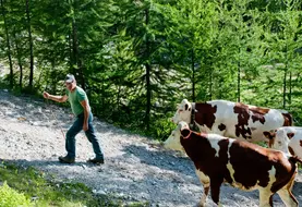 Montée en estive des génisses et vaches de race Montbéliarde guidées par un vacher vers le col de Furfande dans les Hautes-Alpes. 