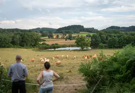 Agriculteurs observant leurs bovins près d'un étang dans un paysage bocager.