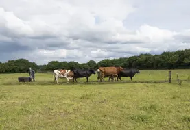 Eleveur avec ses vaches laitières aux pâturages dans le Finistère en Bretagne. 