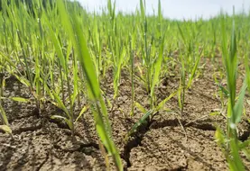 Culture d'orge de printemps pénalisée par un temps sec dans le sud Seine-et-Marne.