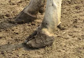 Pieds avant d'une vache laitière dans un élevage. 