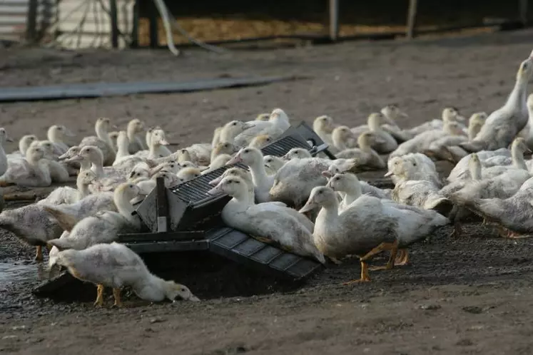 Avant de montrer des signes cliniques d'influenza H5 HP du clade 2.3.4.4, les canards infectés contaminent largement leur bâtiments et leurs parcours