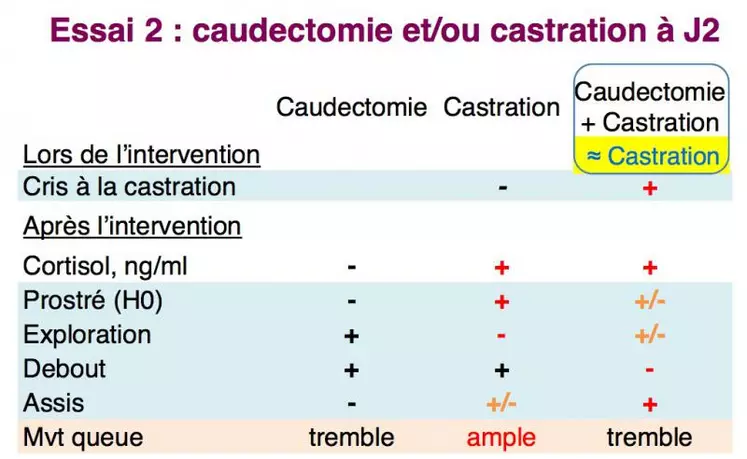 Indicateurs de stress et douleur à la caudectomie et à la castration, seules ou sassociées, sous meloxicam, à 2 jours d'âge.