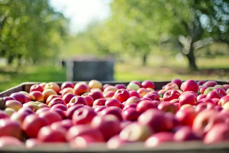 Récolte de pommes