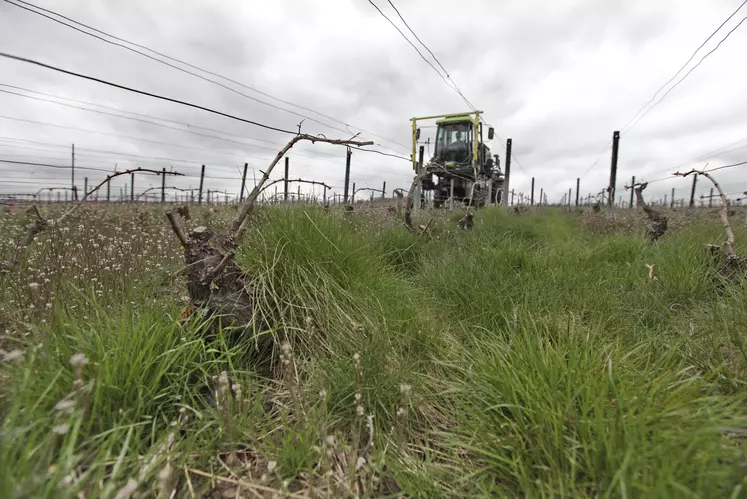 Application de désherbant glyphosate sur les bandes enherbées entre les rangs de vigne.