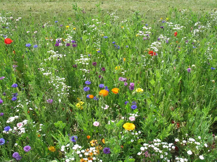 Jachère fleurie (biodiversité)