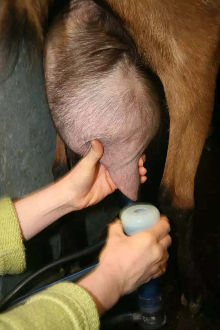 Alloter, réformer, traire en douceur et entretenir sa machine pour limiter les cellules.