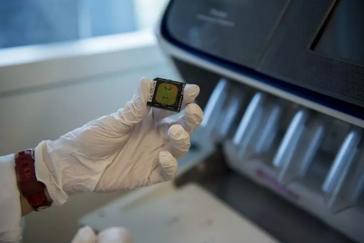 L’augmentation du volume de génotypages devrait servir de levier pour négocier les tarifs avec les fournisseurs de puces à ADN utilisées pour génotyper les animaux en laboratoire.