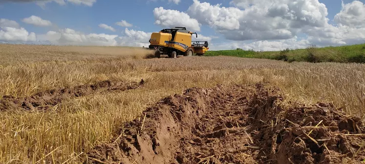 Difficile reprise de la moisson de l'orge de printemps dans l'Oise, selon l'Earl Loisel.