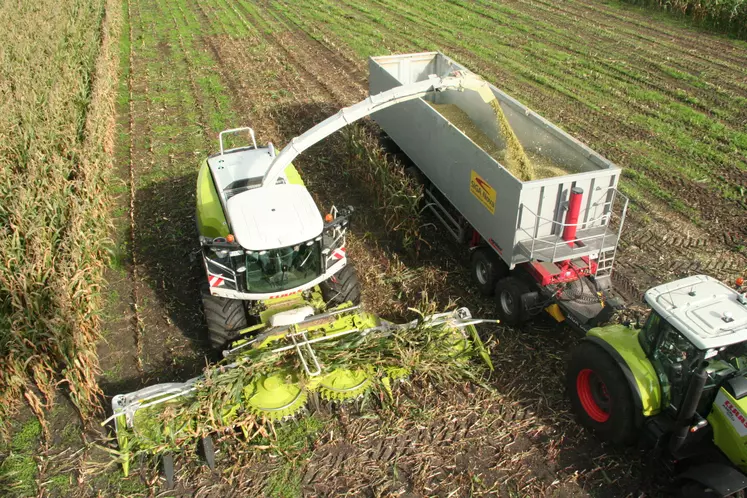 Ensilage des maïs