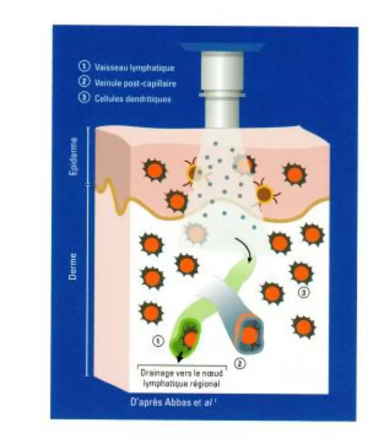 Toutes les zones de la peau possèdent de nombreuses cellules dendritiques, des cellules immunitaires particulièrement efficaces qui captent les antigènes contenus dans le vaccin.