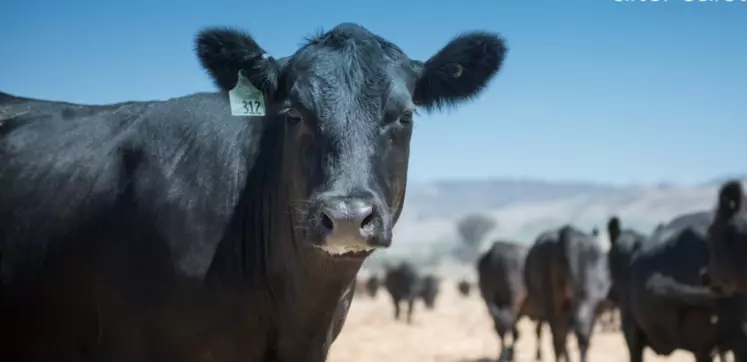 Vache génétiquement modifiée dont la viande a été autorisée aux Etats-Unis