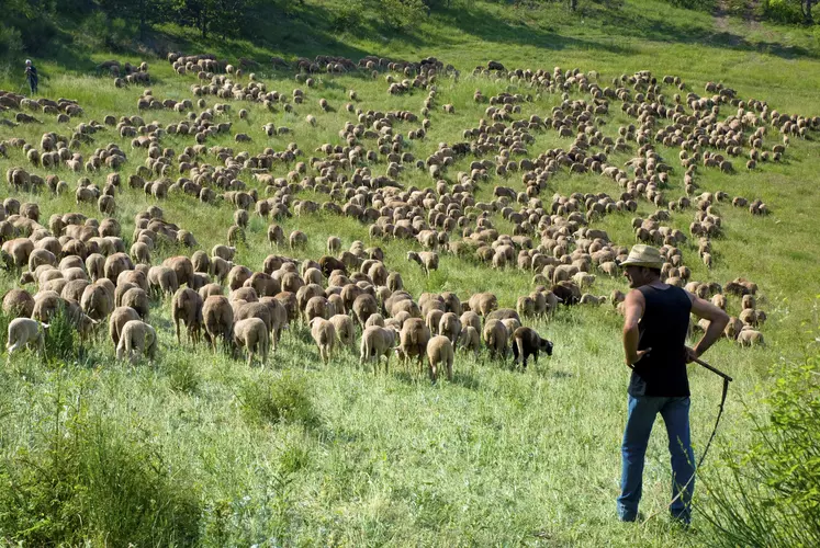 transhumance