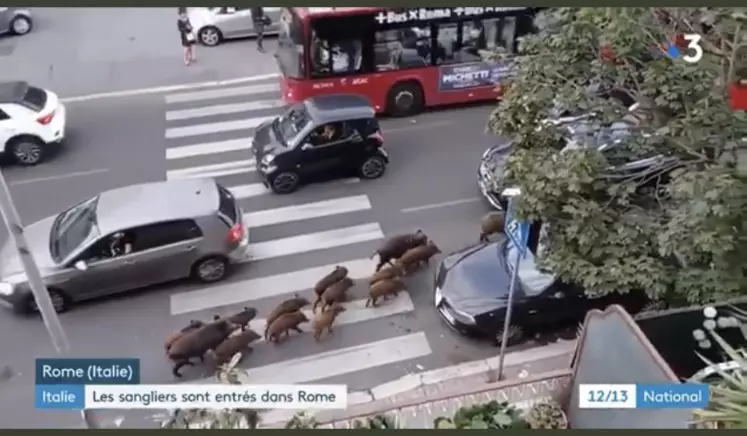 Sanglier ville capture écran reportage TV