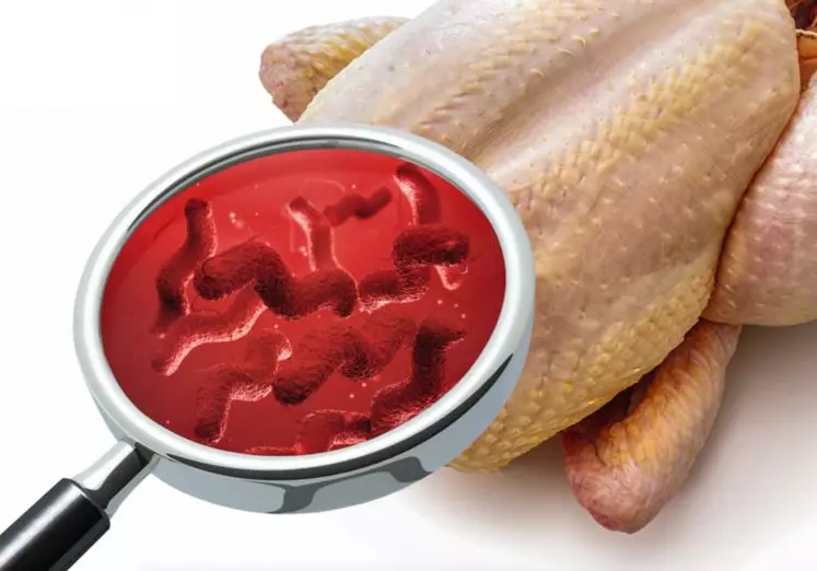 La bactérie Campylobacter colonise l'intestin des volailles. Le risque de contamination de la peau du poulet se situe principalement au moment de l'éviscération. La transmission à l'homme se fait par la consommatiion de viandecrue ou mal cuite ou par contamination croisée. La bactérie est tuée lors de la cuisson.