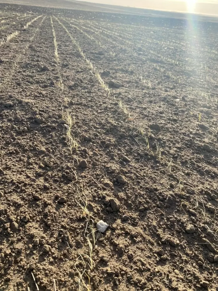 Champ de blé détruit