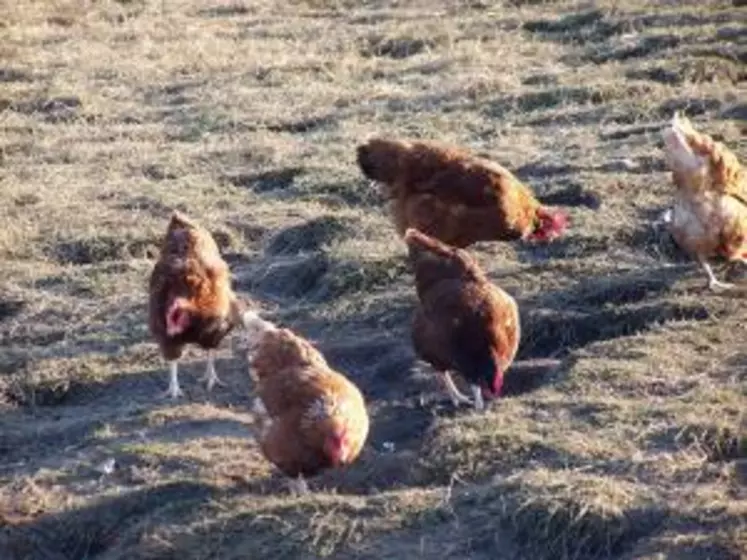 Vingt deux poules sur la trentaine présentes sont mortes à partir du 14 novembre