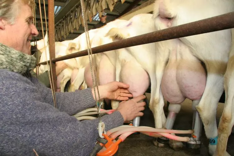 En filière caprine, santé mammaire va de pair avec la traite.