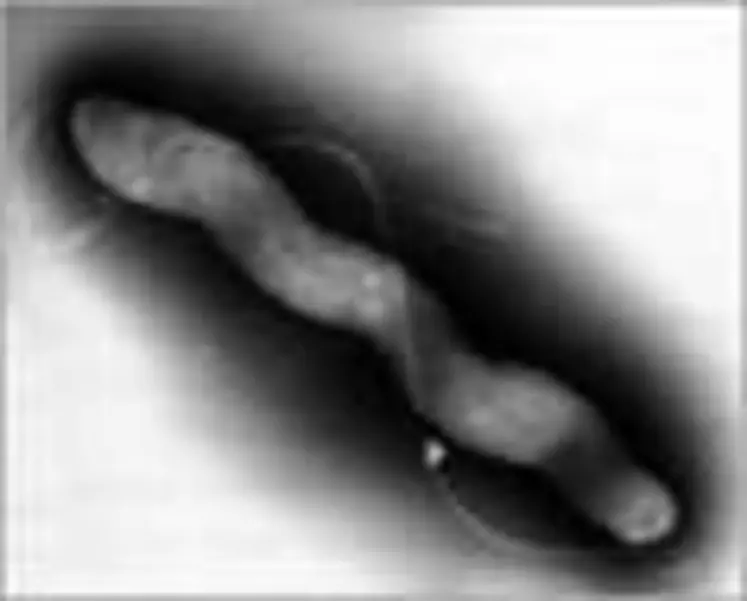 La bactérie Campylobacter est à l'origine de la première maladie d'origine alimentaire dans l'Union Européenne.