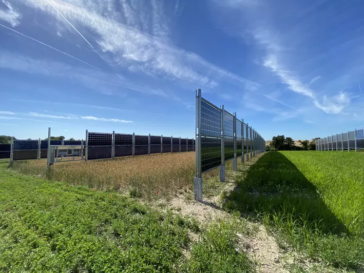 Démonstrateur agrivoltaïque mis en place avec TotalEnergies à Valpuiseaux dans l’Essonne. 288 panneaux solaires bifaciaux et verticaux Next2Sun, en rangées espacées de 10 mètres, se dressent sur 0,5 hectare de surfaces cultivées en blé tendre et moha. 