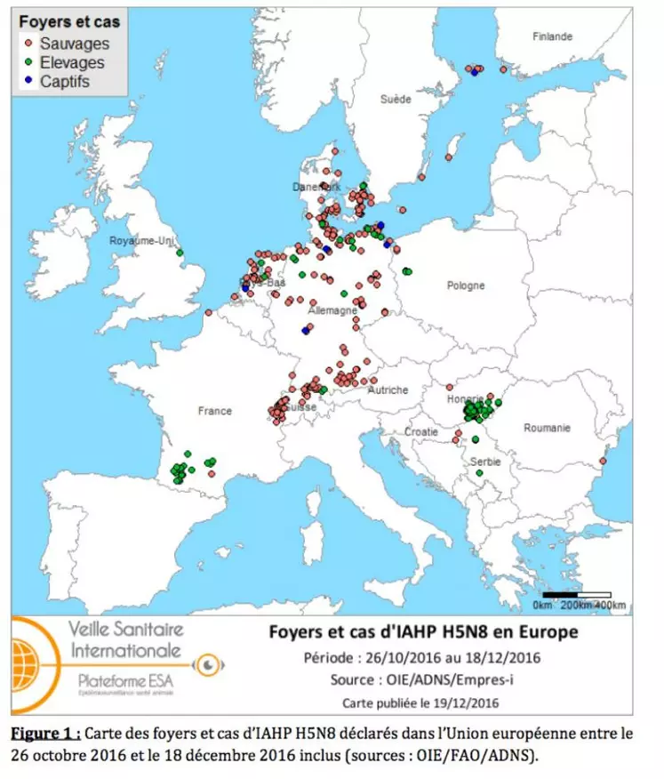 Foyers de H5N8 HP déclarés depuis le 26 octobre