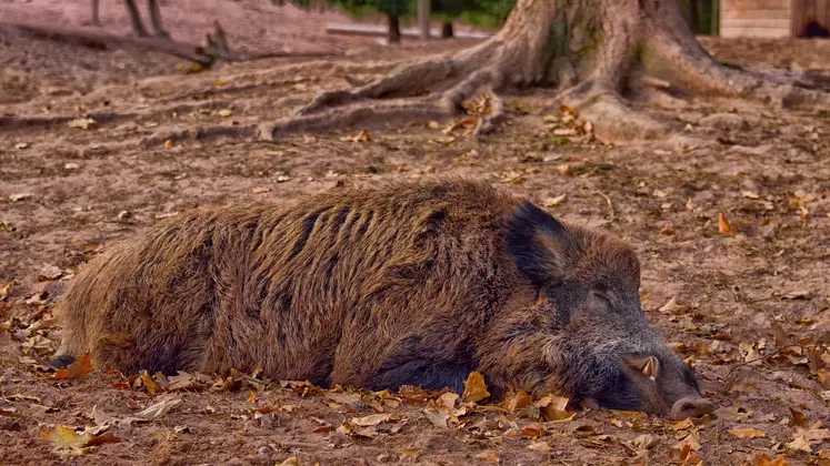 Maladie Un Premier Cas De Peste Porcine Africaine Détecté En Italie Portail Réussir 9856