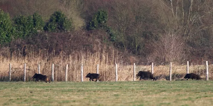 Sangliers en lisière de cultures agricoles.