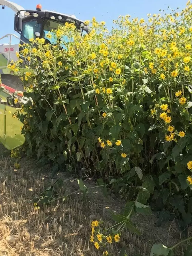 En trois ans à peine Silphie France a contribué à implanter plus de 3200 ha de cette plante sur 80 départements en France