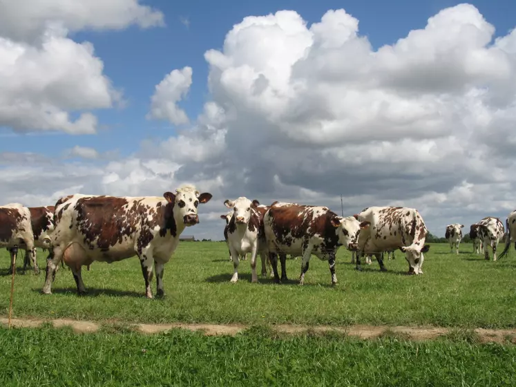 vaches mises à l'herbe