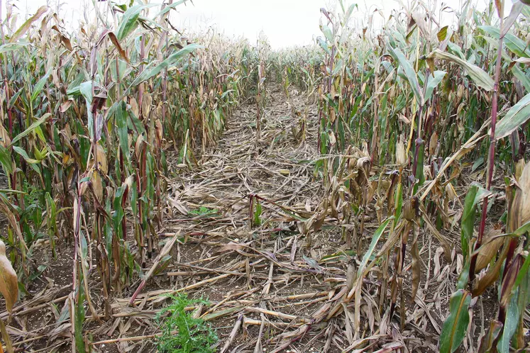 Dégâts de gibier : Les sangliers de plus en plus nombreux