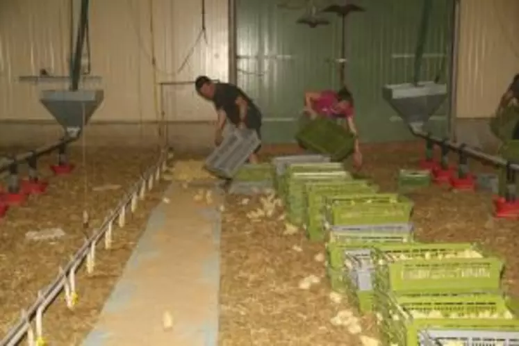 Les poussins sont répartis sur le papier d'aliment et à proximité de points d'eau.