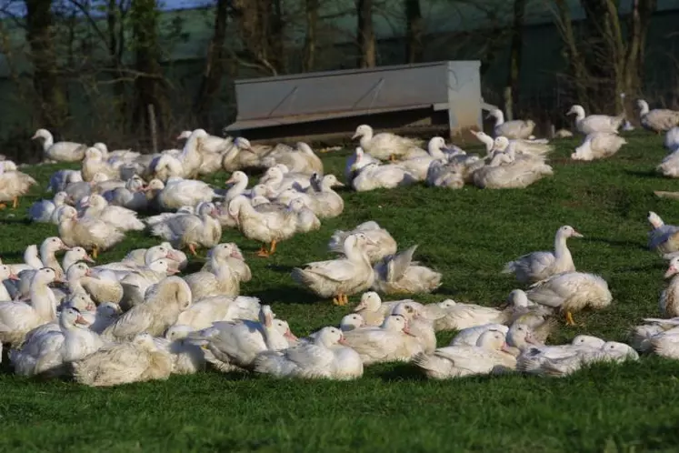 La quasi totalité des foyers de H5N8 HP concerne des canards à foie gras