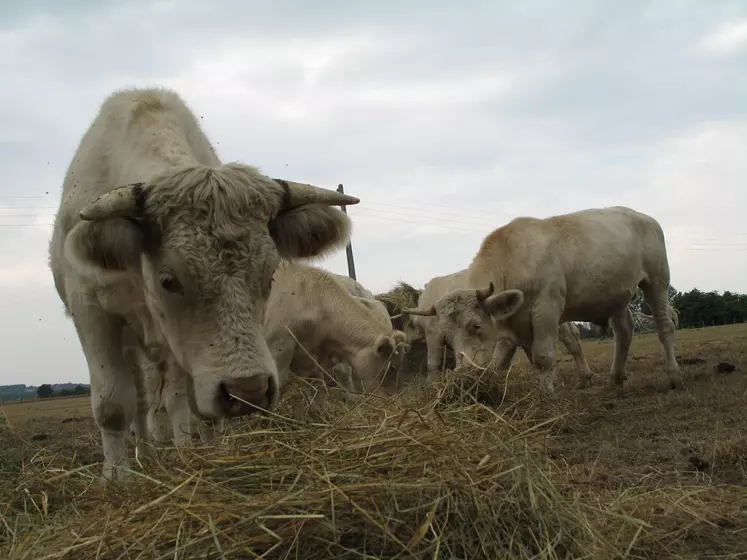 ajout de foin aux vaches pendant la sécheresse