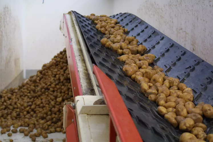 Chargement de pommes de terre