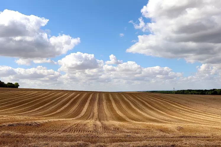 Champ de blé