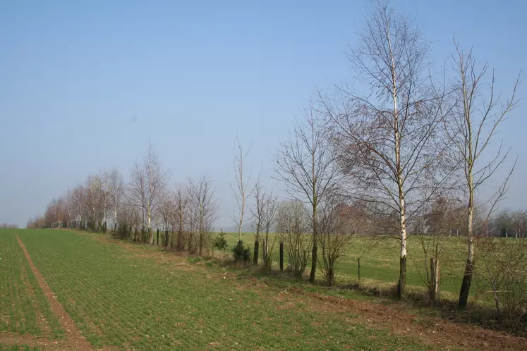 plantation haie bocagère