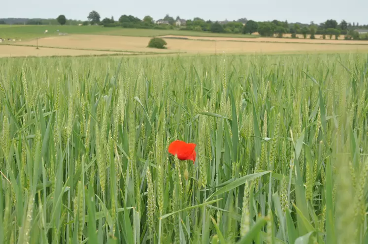 Champ de céréales bio avec un coquelicot