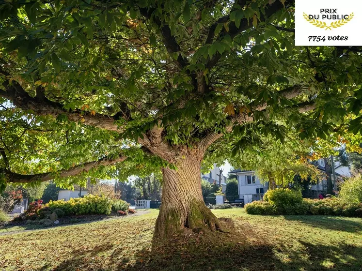 arbre lauréat