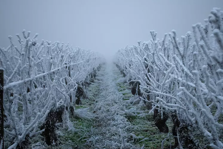 Vignes gelées