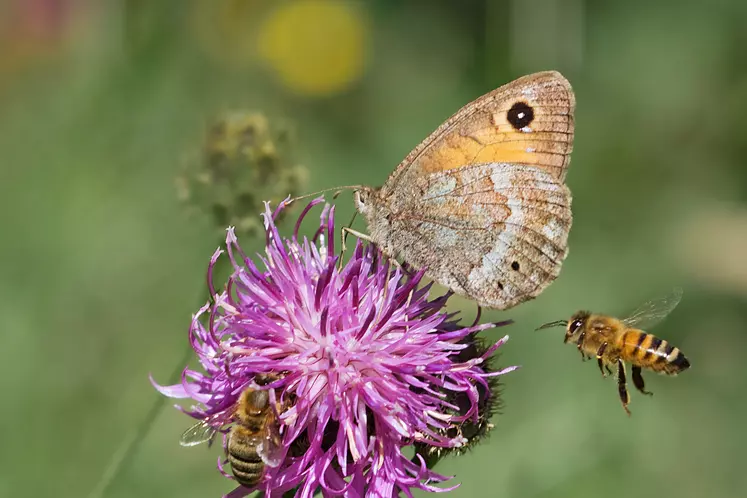 plan restauration de la nature abeilles papillons Commission européenne