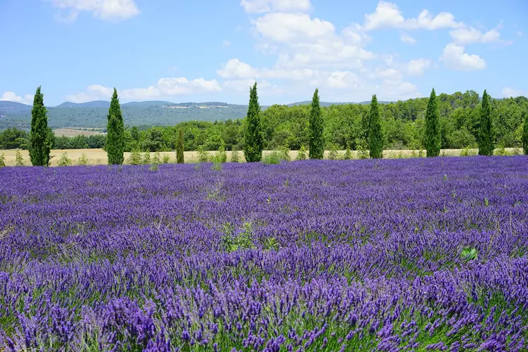 La lavande de Provence bientôt classée au patrimoine mondial de l'Unesco ?