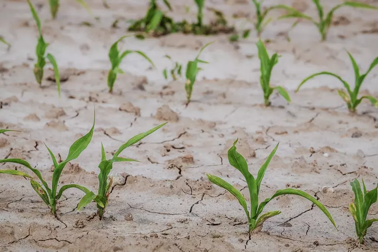 agriculure sécheresse changement climatique
