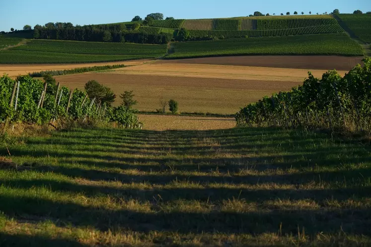 Paysage agricole avec chemin, vignes et champs