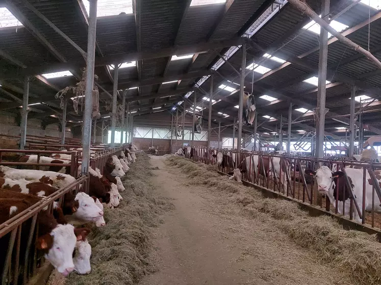 Vaches montbéliardes dans un bâtiment