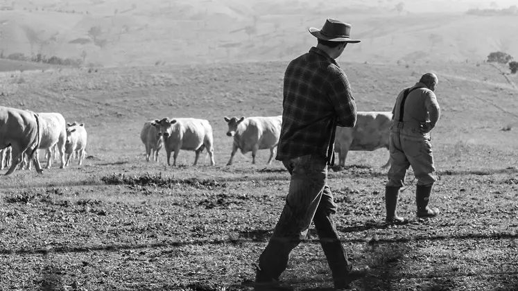 Agriculteurs et vaches