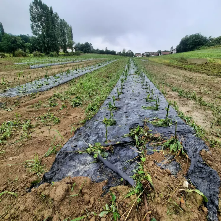 Dégâts causés par la grêle du 20 juin 2023 chez un producteur de piments d'Espelette.