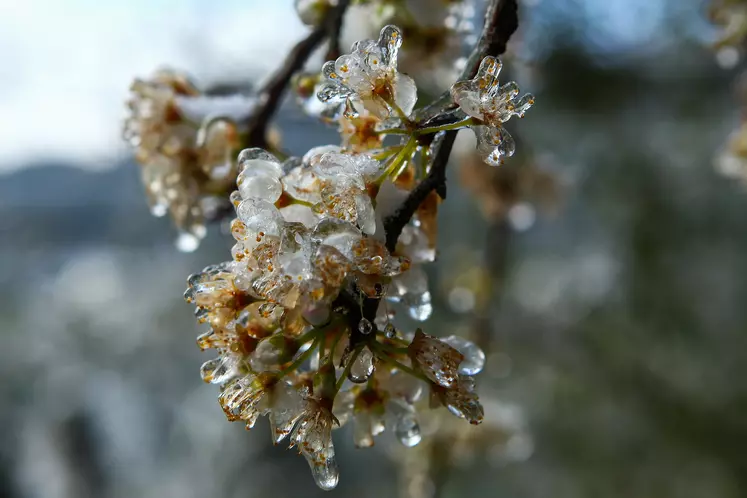 Gel des arbres fruitiers